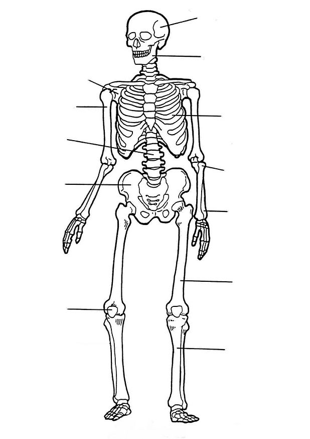 Plansa de colorat cu Biologie 87 63